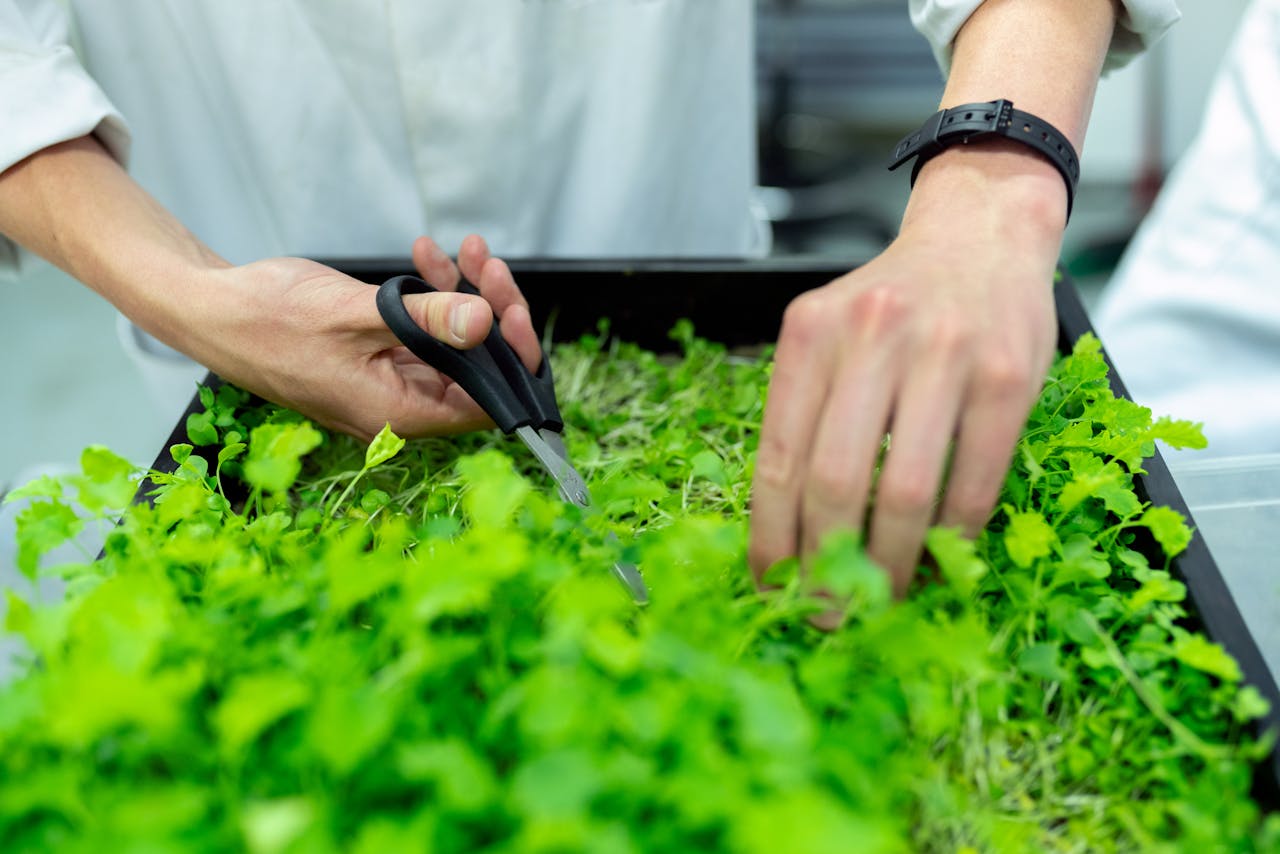 Close-up of a scientists hands harvesting microgreens in a lab with scissors and plant box.